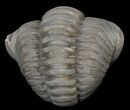 Enrolled Flexicalymene Trilobite - Ohio #45052-1